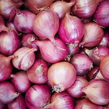 Red Creole Onion Seeds 200+ Spicy Short Day Cajun Vegetable - $9.00