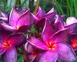 5 bright purple pink plumeria seeds plants flower flowers perennial seed thumb155 crop