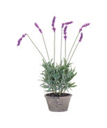 Potted Lavender Plant (Set of 4) - 851543 - $223.58 CAD