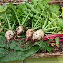 Vpf Seven Top Turnip Seeds 1000+ Vegetable Garden NON-GMO Heirloom Usa - £2.02 GBP