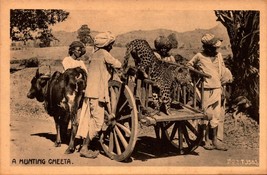 Vintage Early 1900&#39;s India Postcard A Hunting Cheeta -BK40 - £5.47 GBP