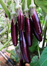 100 Organic Eggplant Aubergine Little Fingers Solanum Melongena Beautiful - $6.11