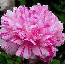 100 Double Light Pink White Moss Rose Seeds Perennial Flowers Seed - £9.81 GBP