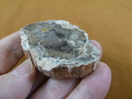 R805-32) genuine fossil Petrified Wood slice specimen Madagascar organic... - £11.75 GBP