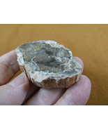 R805-32) genuine fossil Petrified Wood slice specimen Madagascar organic... - $14.95