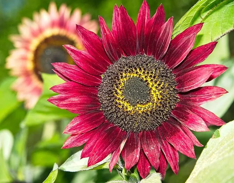Red Halo Sunflower NON GMO 25 Seeds Fast Shipping US - $13.99