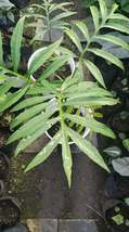Alocasia Brancifolia - £79.75 GBP