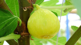 100+ White Marseilles Fig Seeds - $9.99