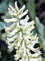 50 American Licorice Glycyrrhiza Lepidota Wild Native Herb White Flower Seeds US - £14.55 GBP