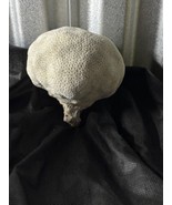 Vintage Brain Coral Natural White 6 in. Specimen Beach Reef Ocean Decor - $158.39