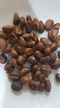 Loquat seeds 20  بذور الاسكدنيا - $10.00