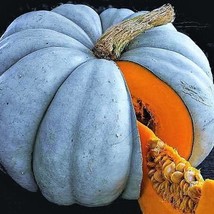 Jarrahdale Blue Pumpkin Seeds Cinderella Fairytale Winter Squash Jarradale Queen - $7.90