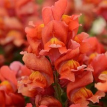 Snapdragon Seeds 50 Pelleted Seeds Snapdragon Snapshot Orange Gardening USA SHIP - $14.09