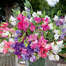 Bijou Mix Sweet Pea Seeds Seed Store FRESH - £9.38 GBP