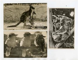 Australian Animals Postcards Kangaroo Joey 3 Koala Bears Kookaburras Taronga Zoo - $17.82