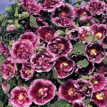 JGBOS Sell 25 Creme De Casie Hollyhock Seeds Perennial Flower Seeds Flowers - £6.95 GBP