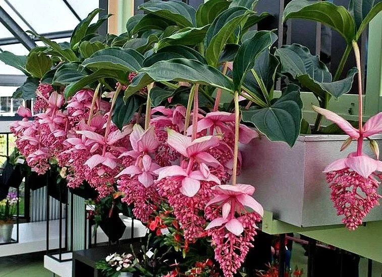 1 Live Starter Plant Royal CHANDALIER Magnifica Medinilla Flower for Garden - $64.00