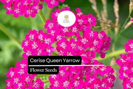 Cerise Queen Yarrow - Achillea Millefolium - Vibrant Pink Blooms for Pol... - $5.54
