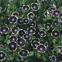 120 Penny Black Aka Pennie Black Nemophila &amp; Flower Seeds Garden - $12.93