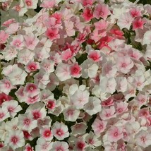 40 Phlox Blushing Bride Seeds Fresh Garden USA SELLER - $11.18