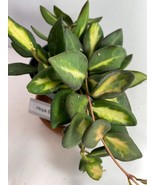 Sea Stones Hoya potted. ‘Sea Stones’ will have the most pronounced varie... - $24.95