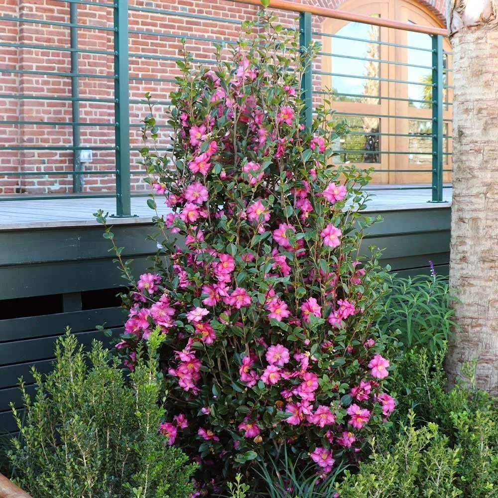 Camellia Sasanqua Shi-Shi Extra Large 3 Gallon Plan Pink Flowering Live - £71.36 GBP