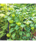 50+Grande Rio Verde Tomatillo, 50 Seeds, NON-GMO,  Free Shipping #82 - $36.96 MXN