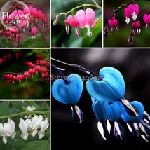 HOT NEW Dicentra Spectabilis Mixed Bleeding Heart Seeds, 5 seeds, Perennial Plan - $6.49