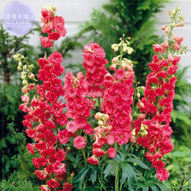 AQL Delphinium Ajacis Red Perennial Flower Seeds 100 seeds professional pack lar - £7.20 GBP