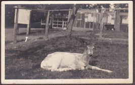 Piebald Whitetail Deer RPPC ca. 1940s Maine - Real Photo Postcard - £9.53 GBP