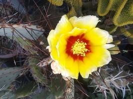 15 Seeds, &quot;Mini&quot; Opuntia macrocentra, purple &amp; green, small prickly pear Cactus - £31.38 GBP