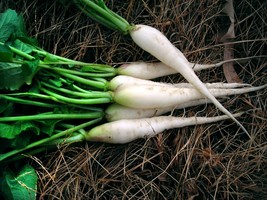 White Icicle Radish Seeds, Mini Daikon, NON-GMO, Variety Sizes Sold, FREE SHIP - £1.30 GBP+