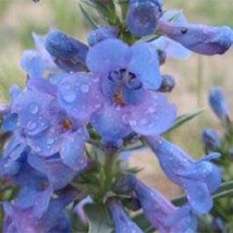 50 Penstemon Angustifolius Beardtongue Flower Seeds Perennial From US  - £6.59 GBP