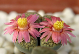 Lithops verruculosa cv Rose of Texas,  living stone rock stone seed 50 SEEDS - £7.83 GBP