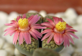 Lithops verruculosa cv Rose of Texas,  living stone rock stone seed 50 SEEDS - £7.91 GBP