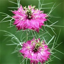 Grow In US Love In A Mist 50 Seeds  Beautiful Red Flower - £7.19 GBP