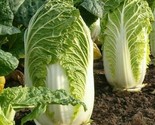 Chinese Michihili Cabbage Seeds 300 Asian Vegetable Garden Greens Fast S... - $8.99