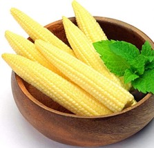 US Seller 50 Pcs Mini Baby Sweet Corn Seeds Vegetable Poporn New Fresh Seeds - £12.17 GBP