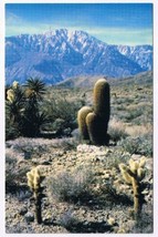 Postcard Desert Panorama Cholla Cactus Barrel Cactus Mojave Yucca - £3.20 GBP