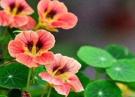 10 Tropaeolum Majus Flower Aw95028-9 Gardening USA SELLER - £10.78 GBP