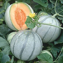 Cantaloupe Melon French Charentais 20 Organic Seeds Heirloom Sweet - £7.07 GBP