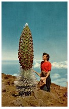 Silversword in Bloom rare plant in the Haleakala Maui Hawaii Postcard - £16.50 GBP