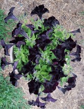 ArfanJaya Petunia Black Flower Seeds - £6.49 GBP