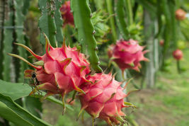 50 Seeds, Dragon Fruit, Pitaya Pitahaya Hylocereus undatus Queen Of Night Cactus - £31.69 GBP