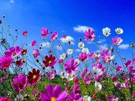 350 Cosmos Sensation Mix Mixed Colors Cosmos Bipinnatus Flower Seeds - £7.47 GBP