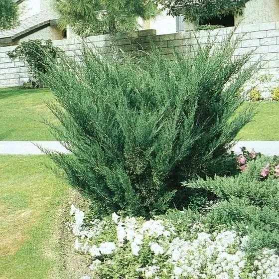 Seagreen Juniper Extra Large 3 Gallon Plants Elegant &amp; Hardy - £77.86 GBP