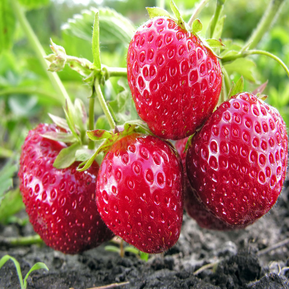 Albion Everbearing(Day Neutrals) Strawberries Plants - Bare Root (pack of 20