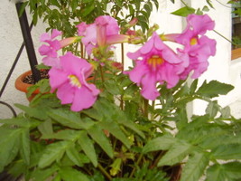 10 Cheron Pink Winter Hardy Gloxinia Incarvillea Delavayi   - $17.00