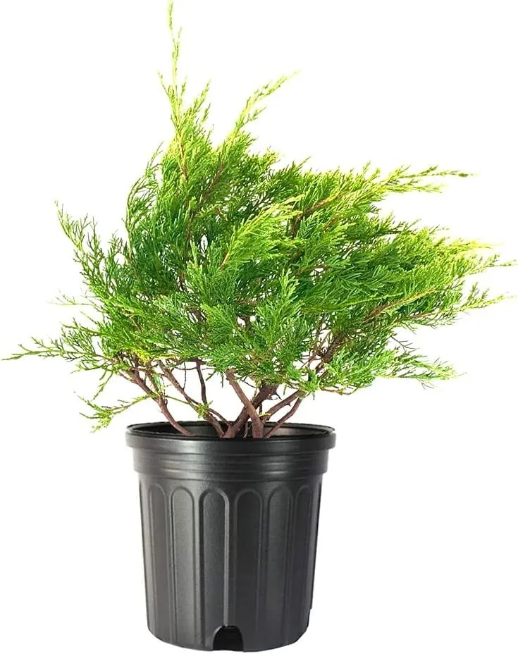 Juniper Sea Spray Live Plant Juniperus Chinensis - £51.06 GBP