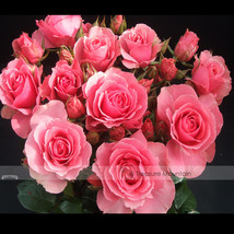 Worldwide Shipping 1 Pack 50 Seeds / Pack Clusters Of Pink Rose Indoor Garden Se - $9.62